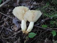 Lactarius pubescens image