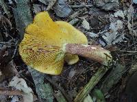 Tricholomopsis rutilans image
