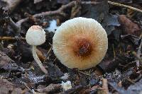 Leucoagaricus rubrotinctus image