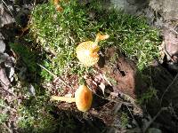 Hygrocybe ceracea image