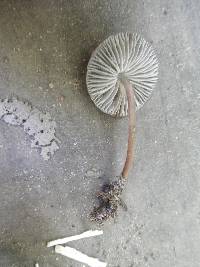 Mycena alcalina image