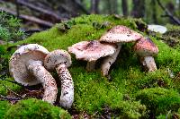 Tricholoma dulciolens image