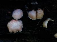 Crepidotus crocophyllus image