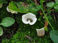 Crepidotus albidus image