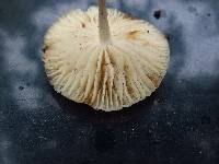 Marasmius nigrodiscus image