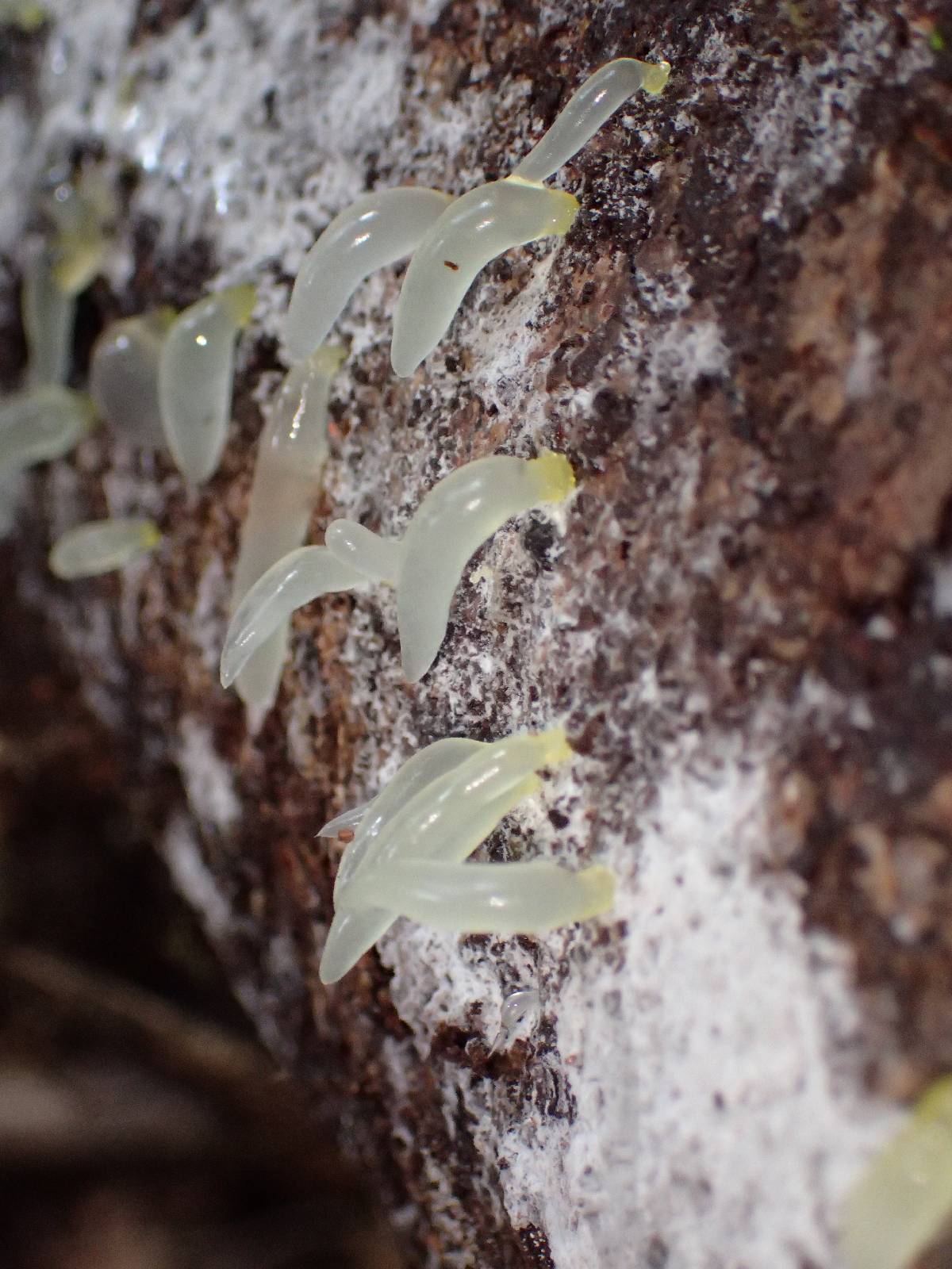 Gloeomucro chlorinus image