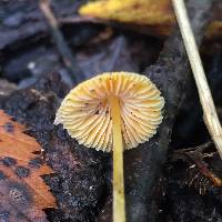 Mycena crocea image