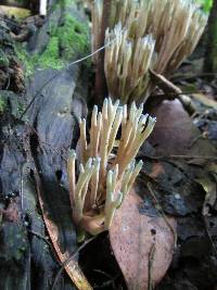 Ramaria cyanocephala image