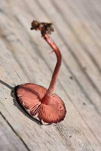 Melanophyllum haematospermum image