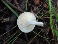 Hygrocybe angustifolia image