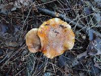 Tricholoma aurantium image