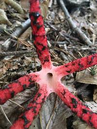 Clathrus archeri image