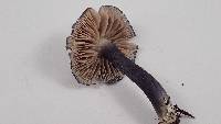 Entoloma pigmentosipes image