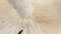 Leucopaxillus albissimus image