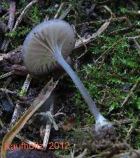 Entoloma incarnatofuscescens image