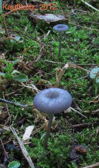 Entoloma incarnatofuscescens image