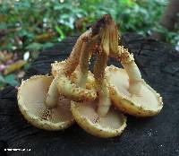 Pholiota limonella image