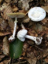 Amanita abrupta image