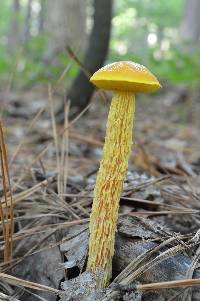 Heimioporus betula image