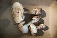 Amanita pseudovolvata image