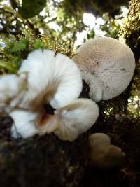 Campanophyllum proboscideum image