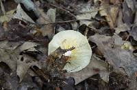 Lactarius chrysorrheus image