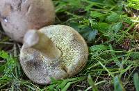 Boletus pallidus image