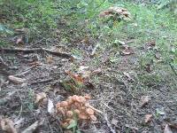 Desarmillaria tabescens image