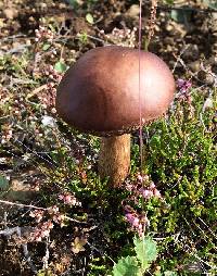 Leccinum rotundifoliae image