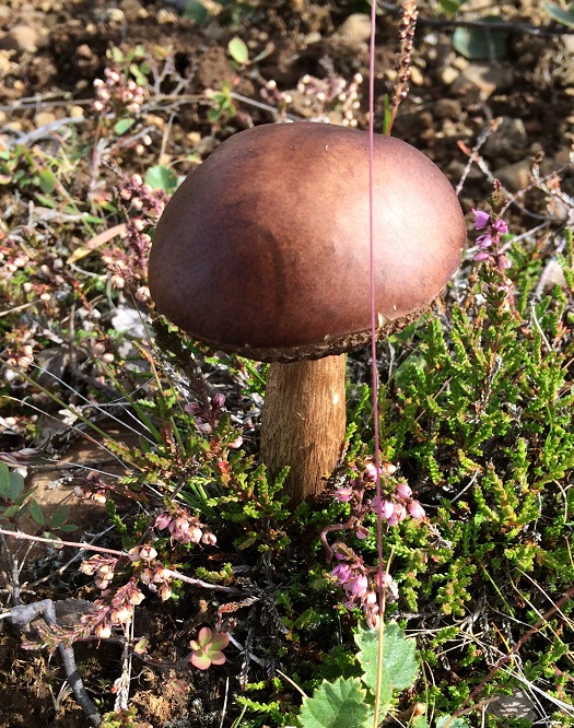 Leccinum rotundifoliae image