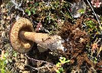 Leccinum rotundifoliae image