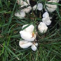 Lycoperdon curtisii image