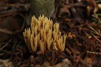 Ramaria stricta image