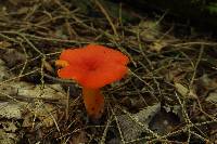 Hygrocybe squamulosa image