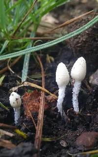 Coprinopsis lotinae image