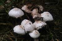 Leucocoprinus cepistipes image