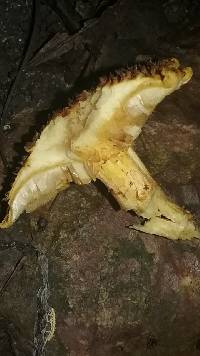 Gymnopilus fulvosquamulosus image