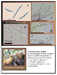 Fusicolla merismoides image