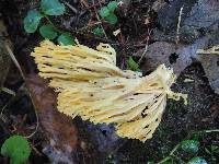 Ramaria flava image