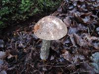 Leccinum snellii image