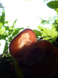 Auricularia fuscosuccinea image