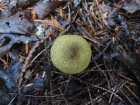 Cortinarius clandestinus image