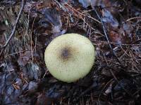 Cortinarius clandestinus image