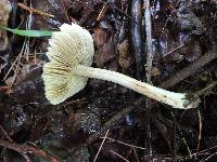 Inocybe rimosa image