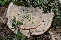 Fomitopsis spraguei image