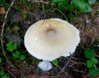 Amanita sect. Vaginatae image