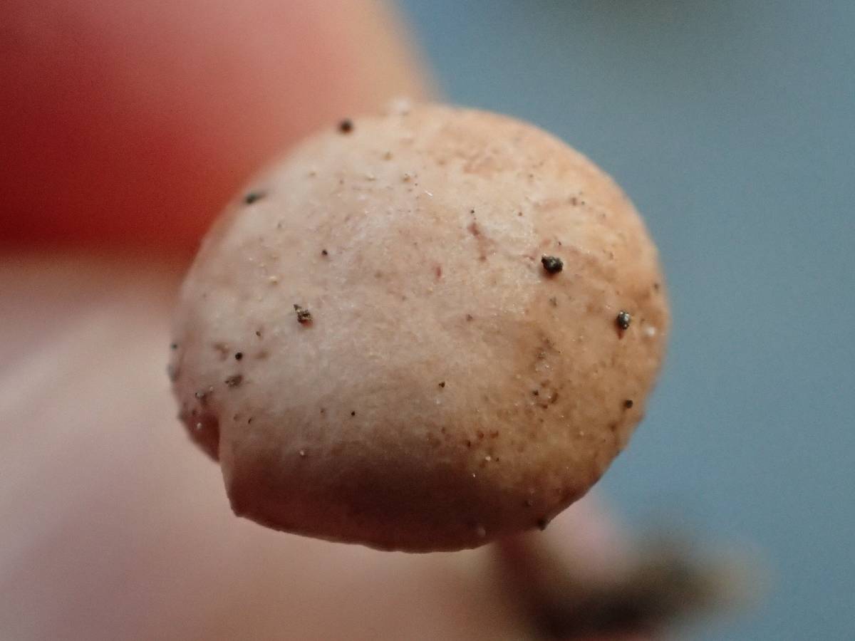 Marasmiellus ramealis image