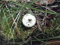 Lycoperdon pusillum image