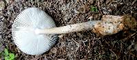 Amanita battarrae image