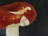 Russula sanguinaria image